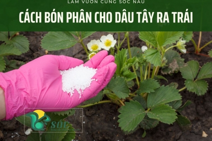 Cách bón phân cho dâu tây ra trái