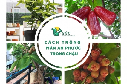 Cách trồng mậm An Phước trong chậu