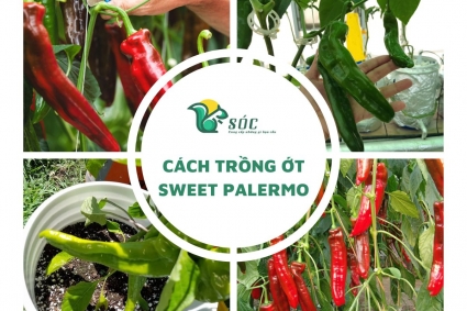 Cách trồng ớt ngọt Sweet Palermo