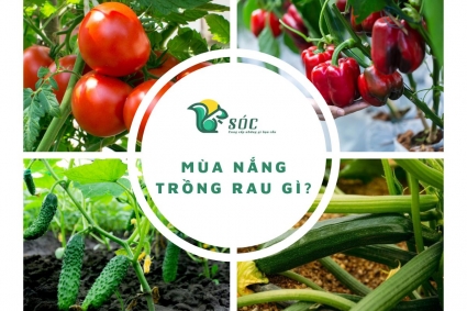 Trồng rau gì mùa nắng?