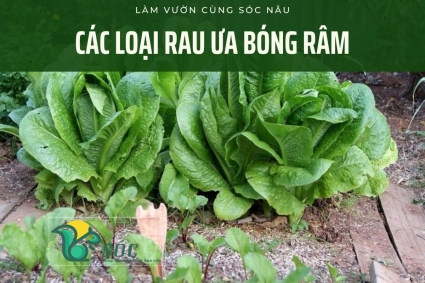 Các loại rau ưa bóng râm