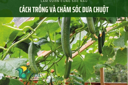 Cách trồng và chăm sóc dưa chuột