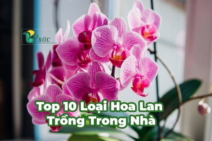 Top 10 Loại Hoa Lan Trồng Trong Nhà