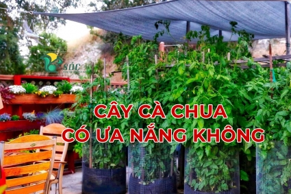 Cây cà chua có ưa nắng không?