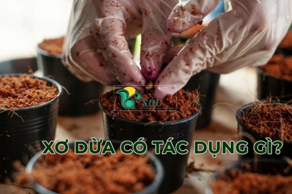 Xơ dừa có tác dụng gì?