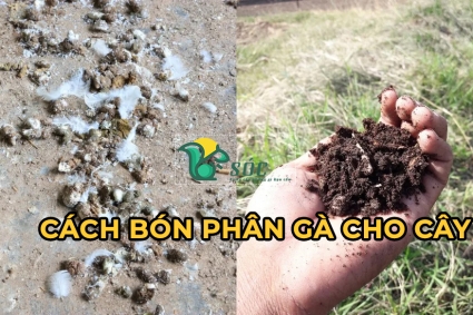 Cách bón phân gà cho cây