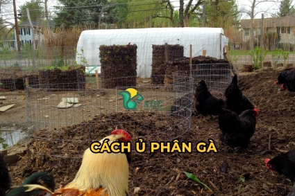 Cách ủ phân gà