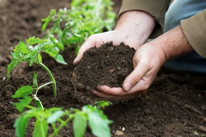 Cách cải tạo đất phèn để trồng rau