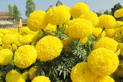 Cách trồng hoa vạn thọ cao nở to, thân chắc và bền màu